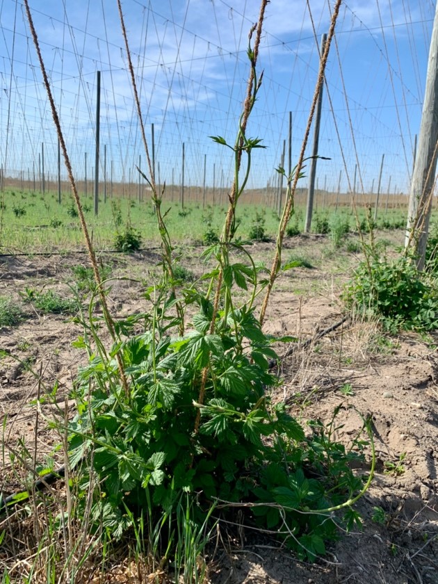 Triumph hops